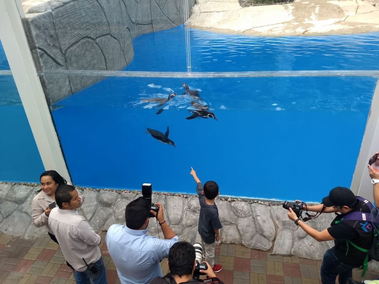 Llegan pingüinos y lobos marinos al ZooLeón