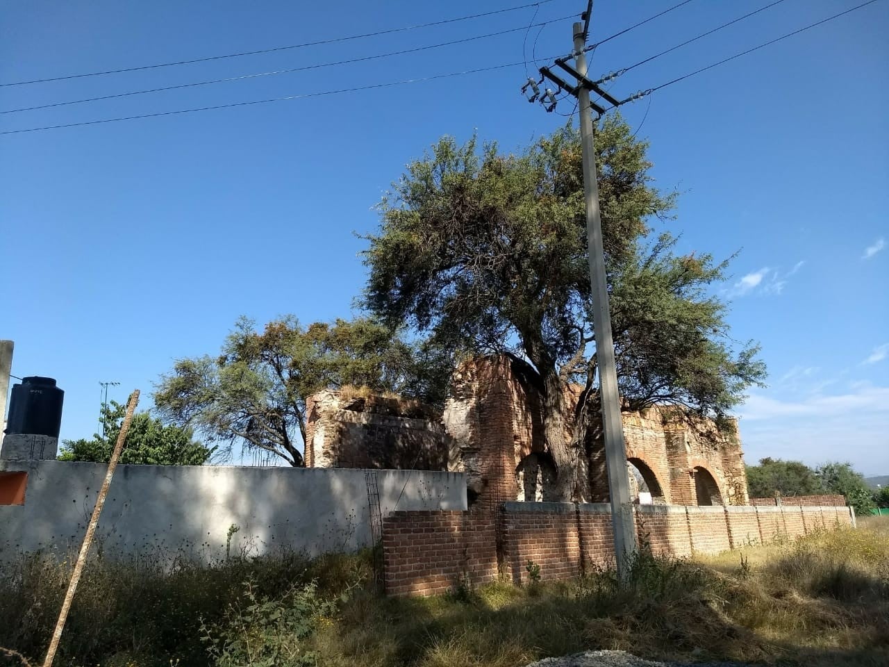 Podarán y retirarán árboles que representen un riesgo