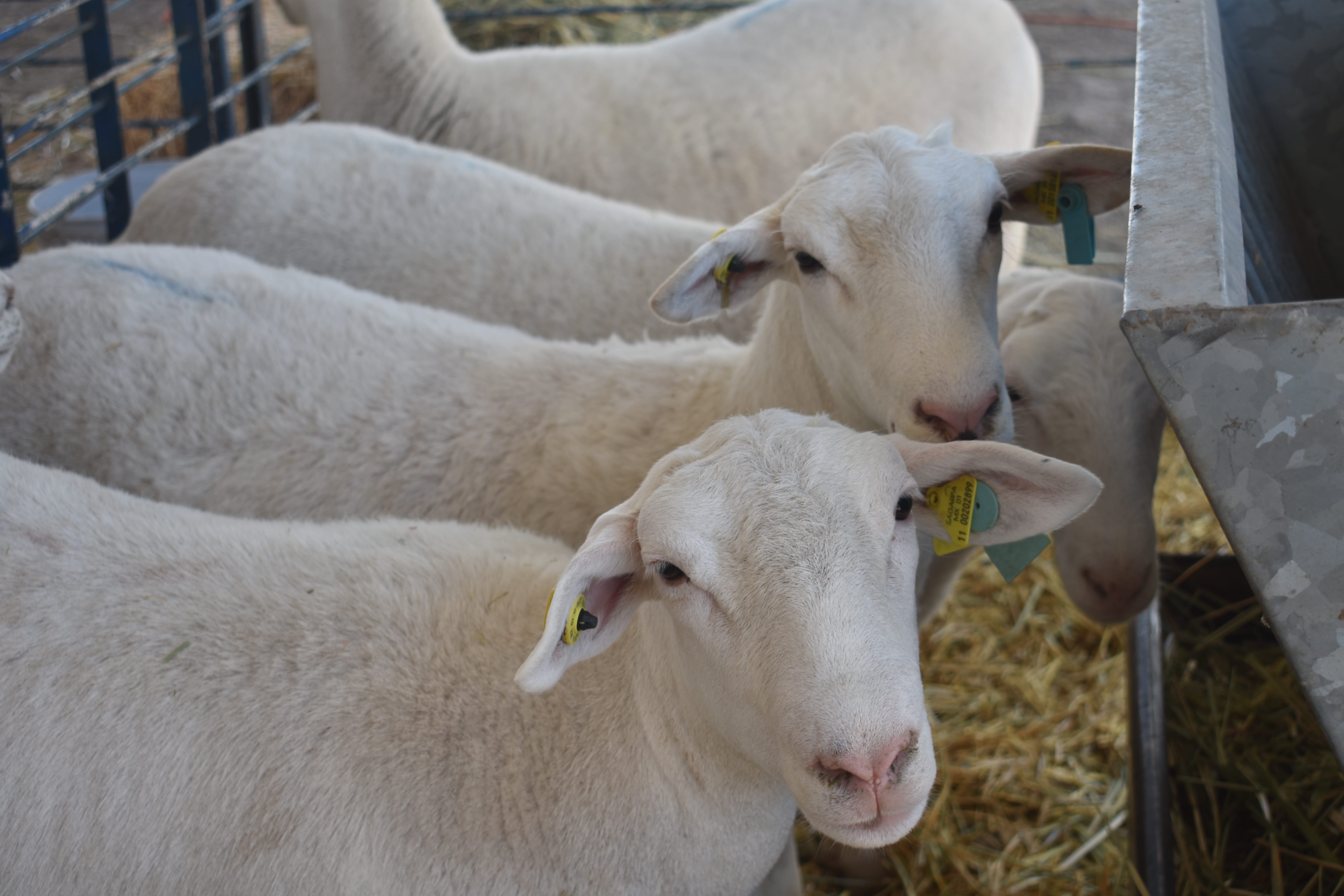 Benefician a ganaderos dobladenses con la entrega de sementales