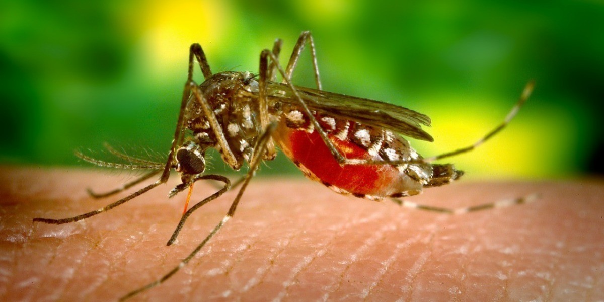Detectan en León dengue tipo II