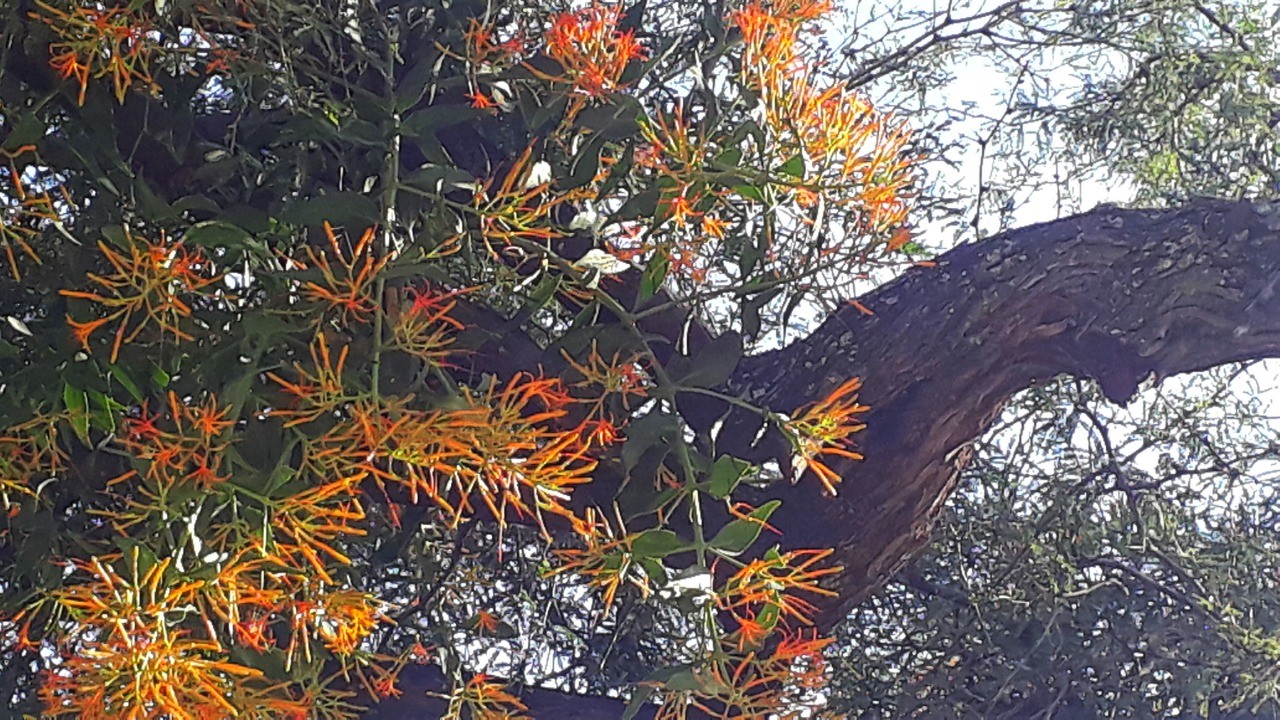 Invade muérdago a ocho de cada 10 árboles en León