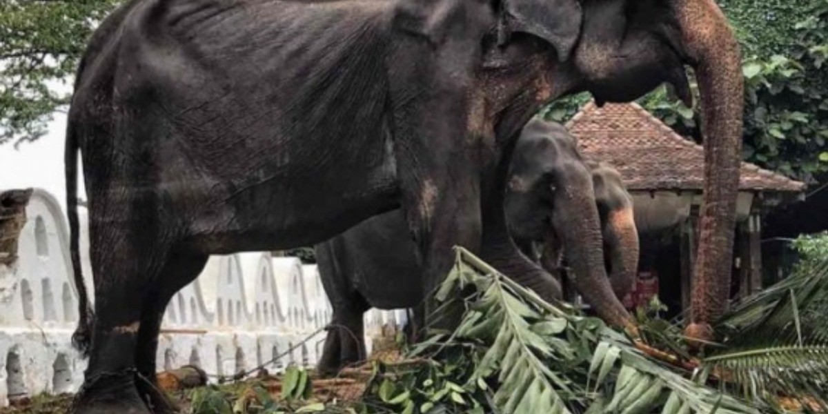 Filtran fotos desgarradoras de elefanta en los huesos