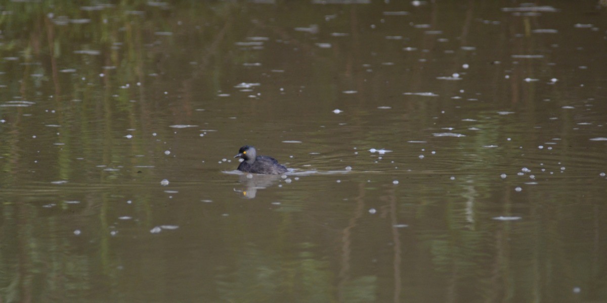 Tiran industriales basura en Presa de Silva