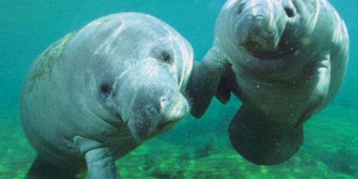 ¡Llegarán manatíes a nueva Zona de Manglares en el Zoológico!