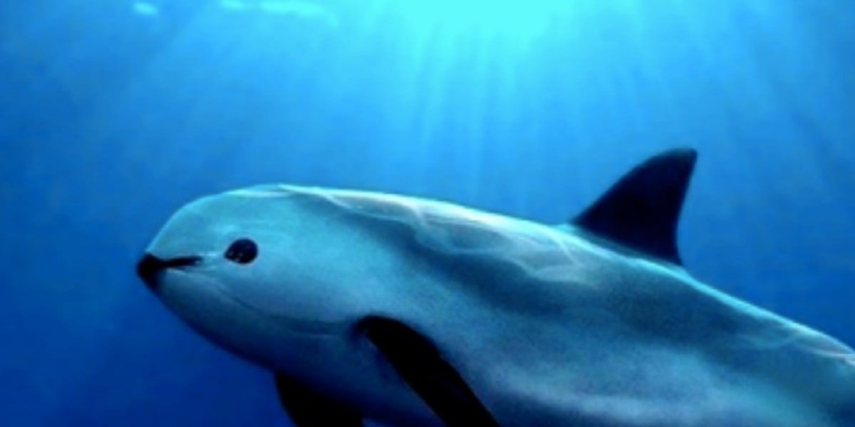 Apuestan a proyecto de clonación de vaquitas marinas