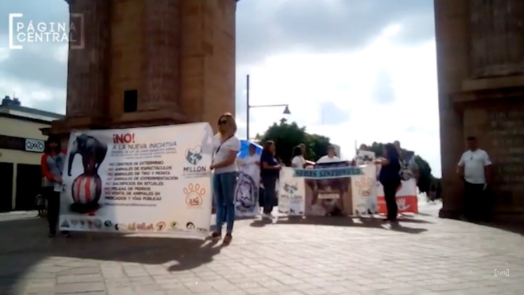 Denuncian rescatistas intereses económicos en propuesta de Ley de Bienestar Animal