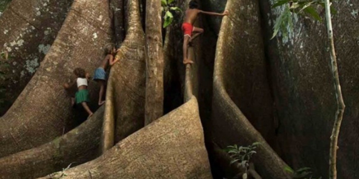 Sobrevive el árbol más grande a infierno en la Amazonia