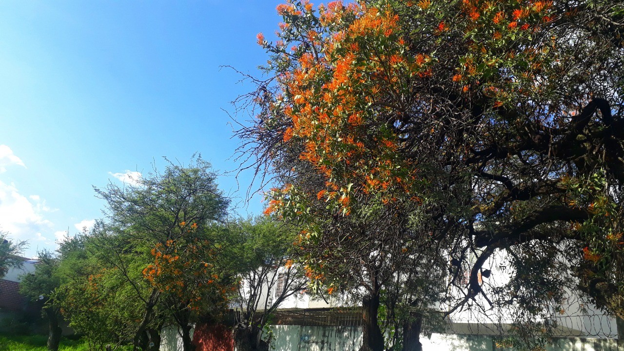 ¿Quién es el culpable del muérdago en León?