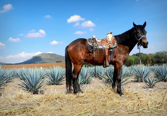 Grabarán “Destilando México“ en Guanajuato