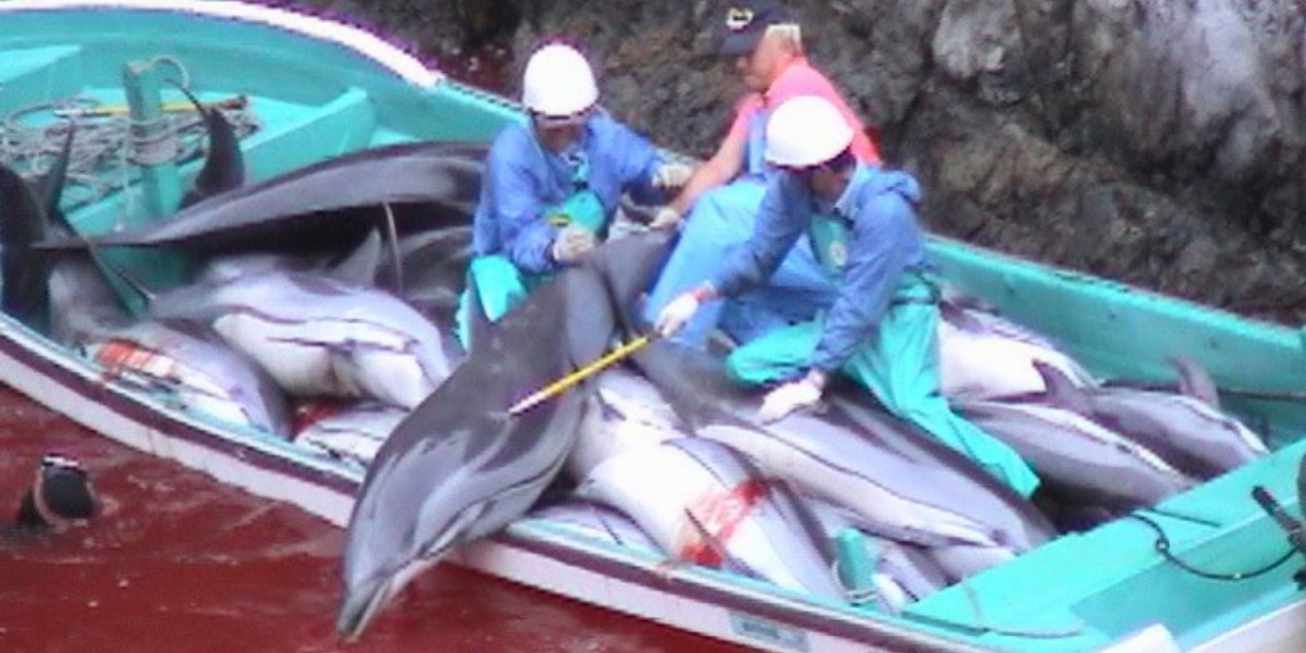 Japón permite la caza de delfines otra vez