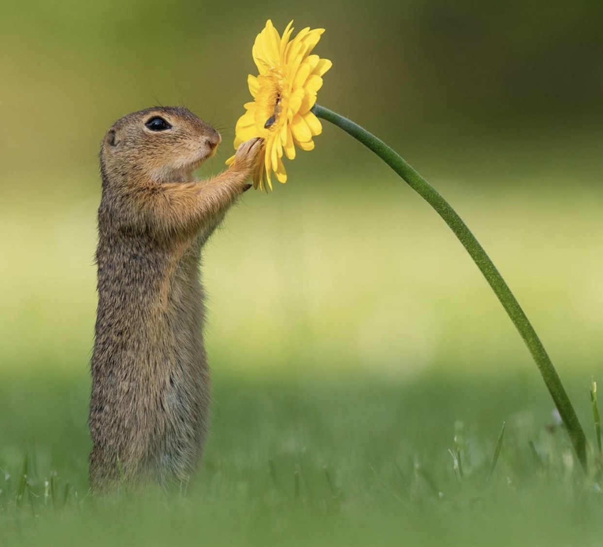 La foto que no imaginaste: una ardilla huele una flor y enloquece a internet