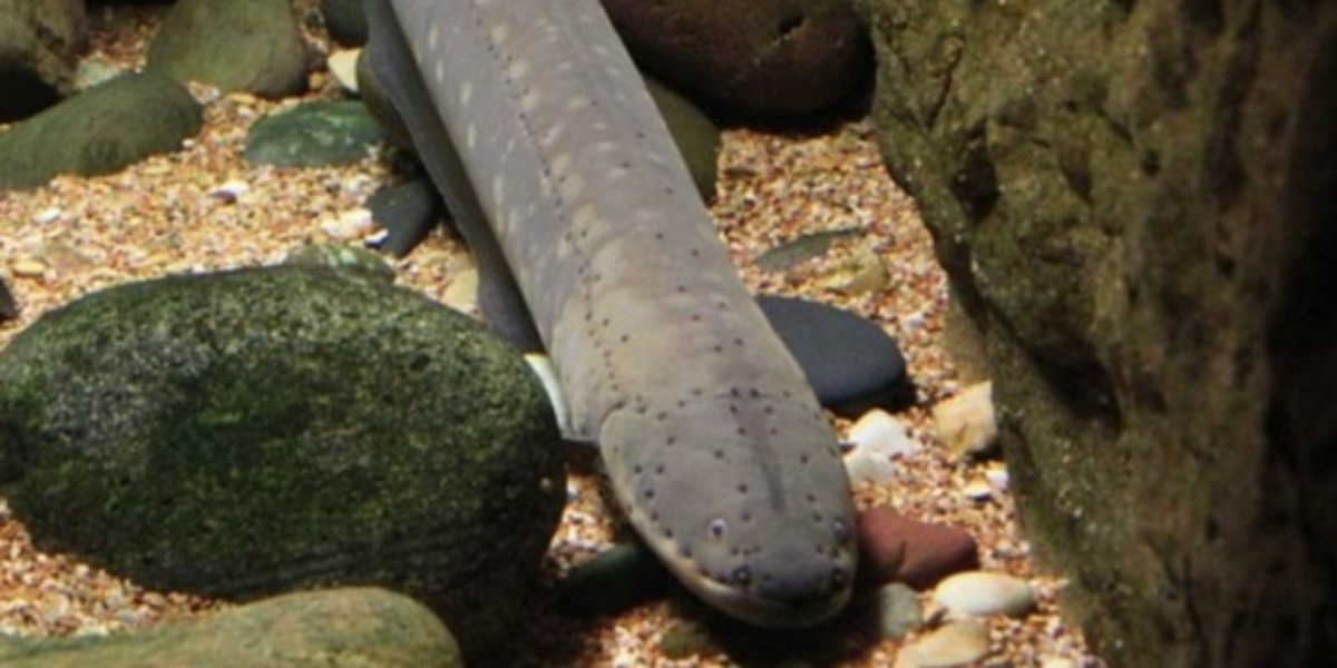 La anguila eléctrica más potente vive en la Amazonia