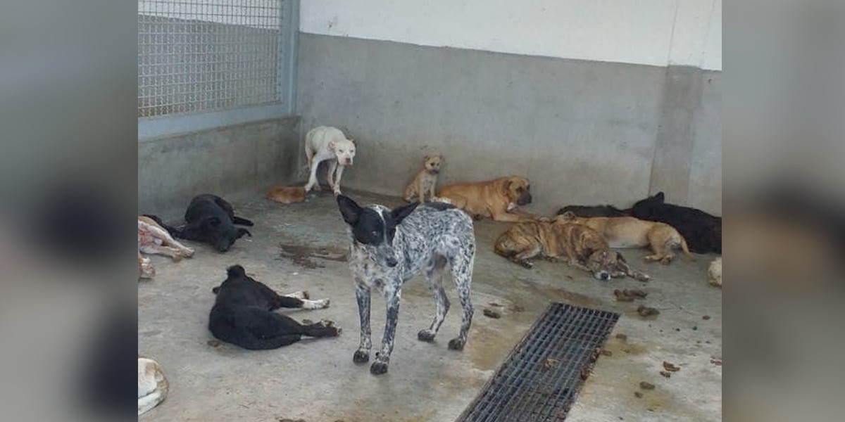 Investigan a funcionario que mató a perrita