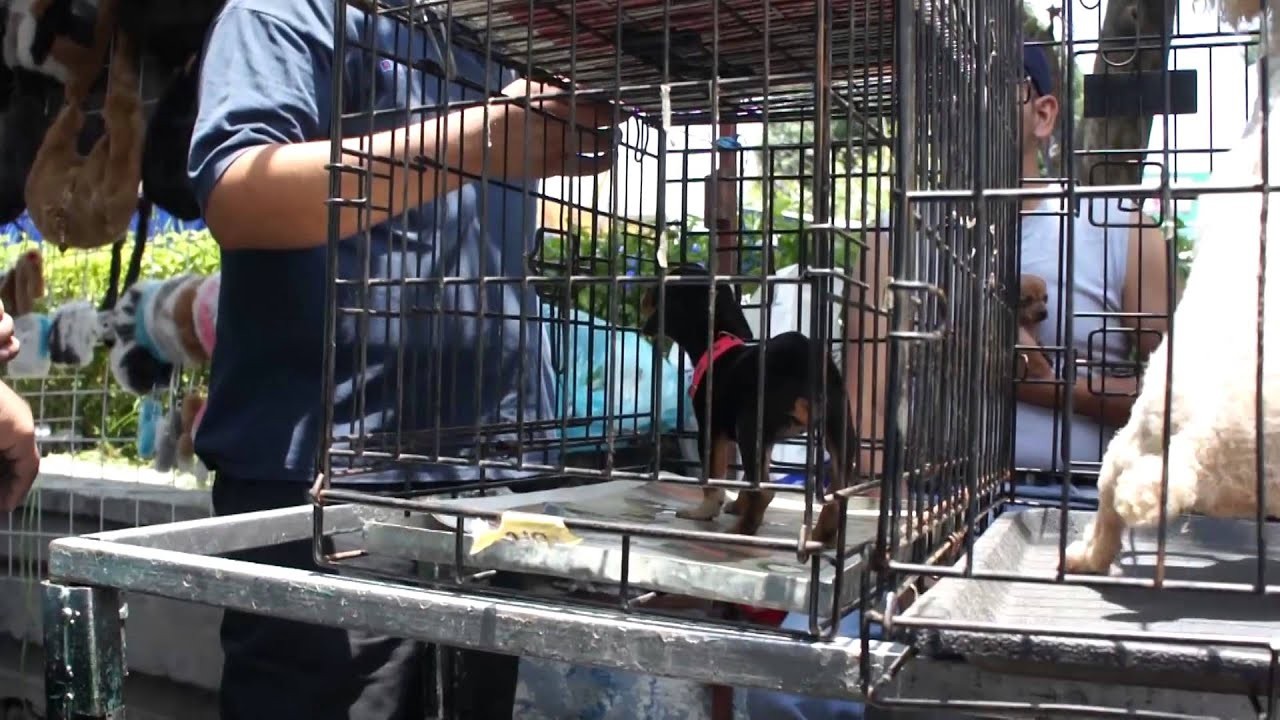 Aseguran 40 perros a vendedores clandestinos