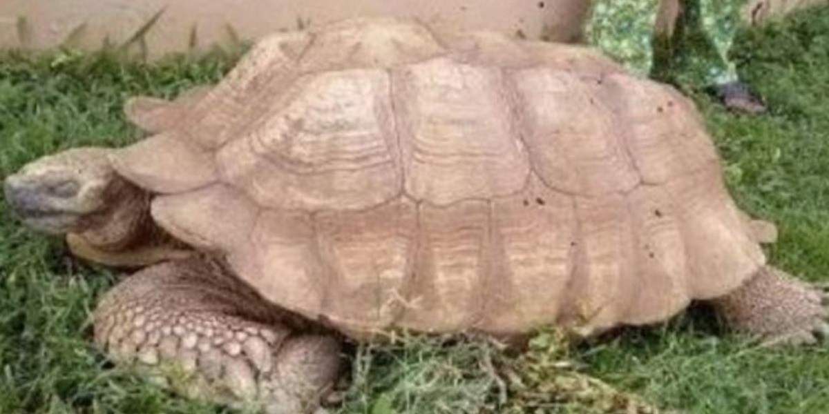 Muere Alagba, tortuga ¡de 344 años!