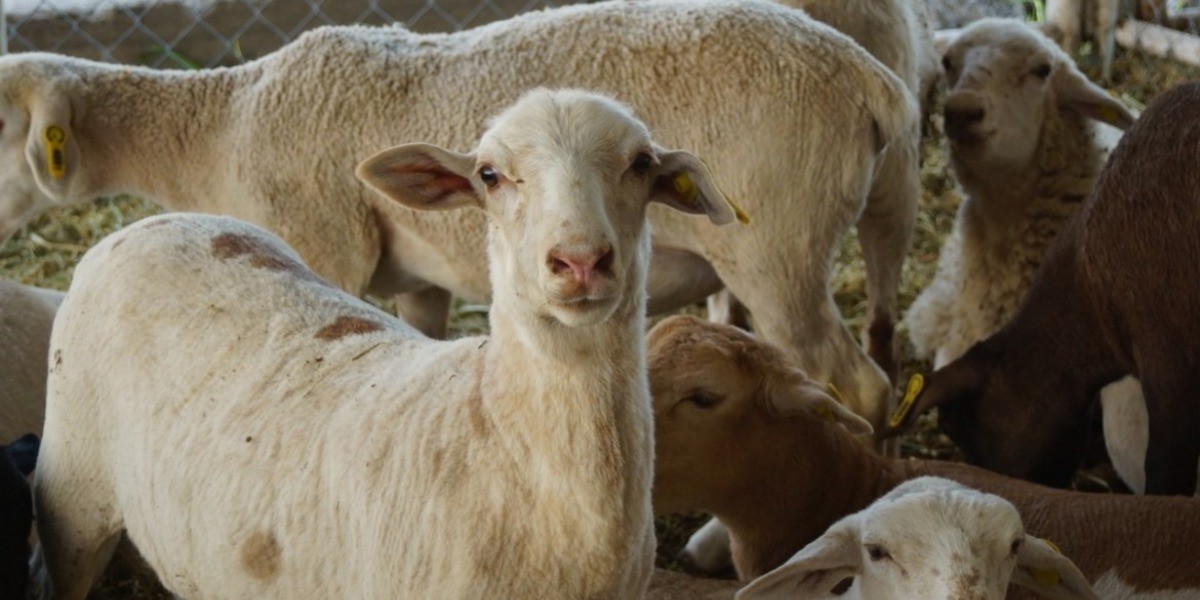 Vacunan a cabras y borregos para evitar enfermedades respiratorias