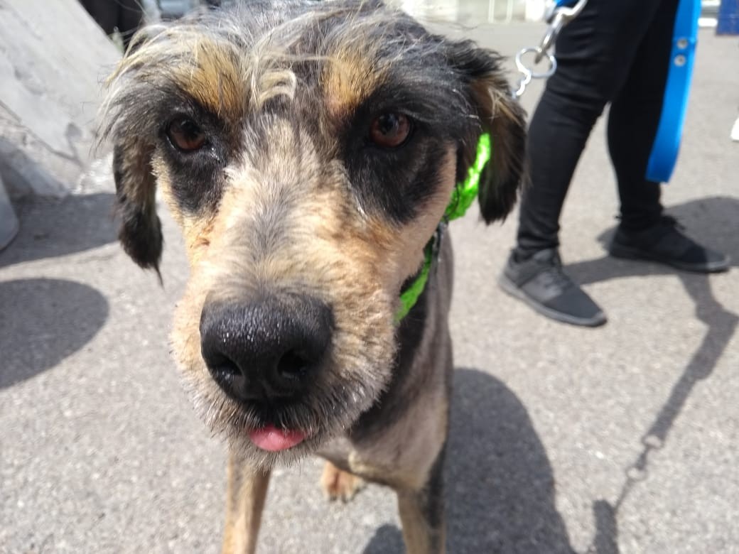 Armonizarán reglamentos de protección animal