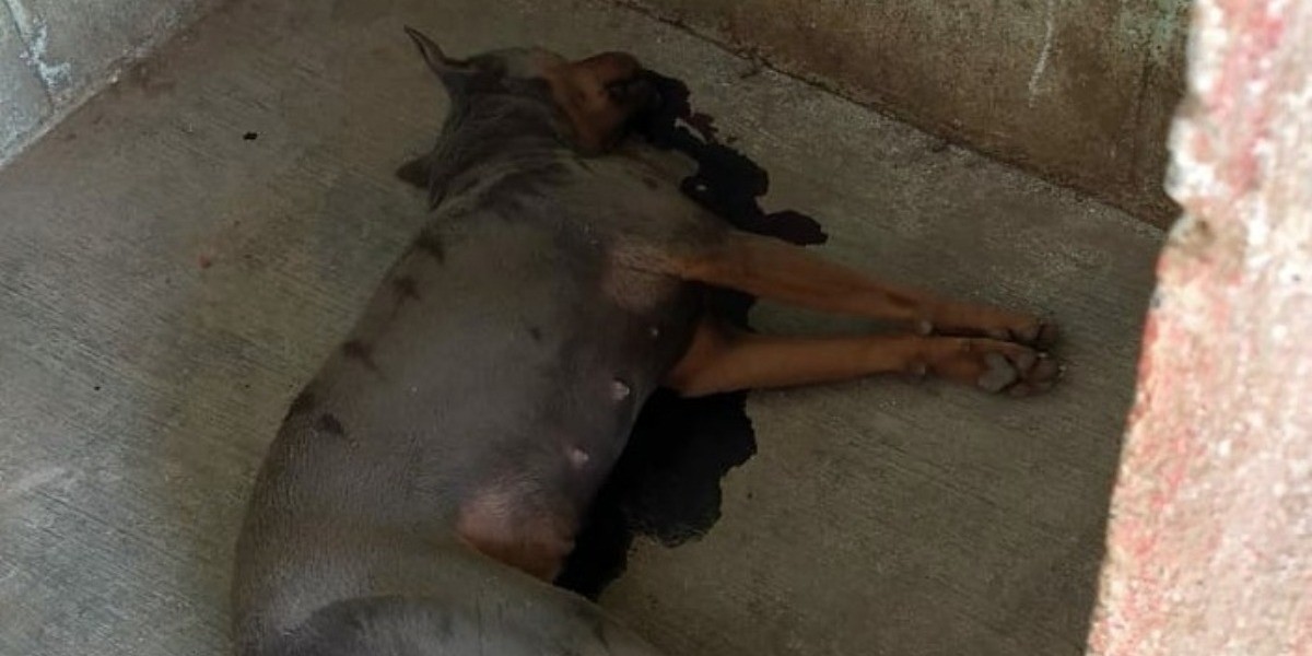 Sigue gozando de sueldo funcionario investigado por matar a una perrita