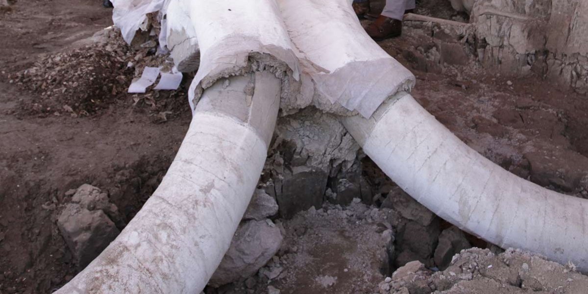 Encuentran en México trampas de mamut únicas en el mundo