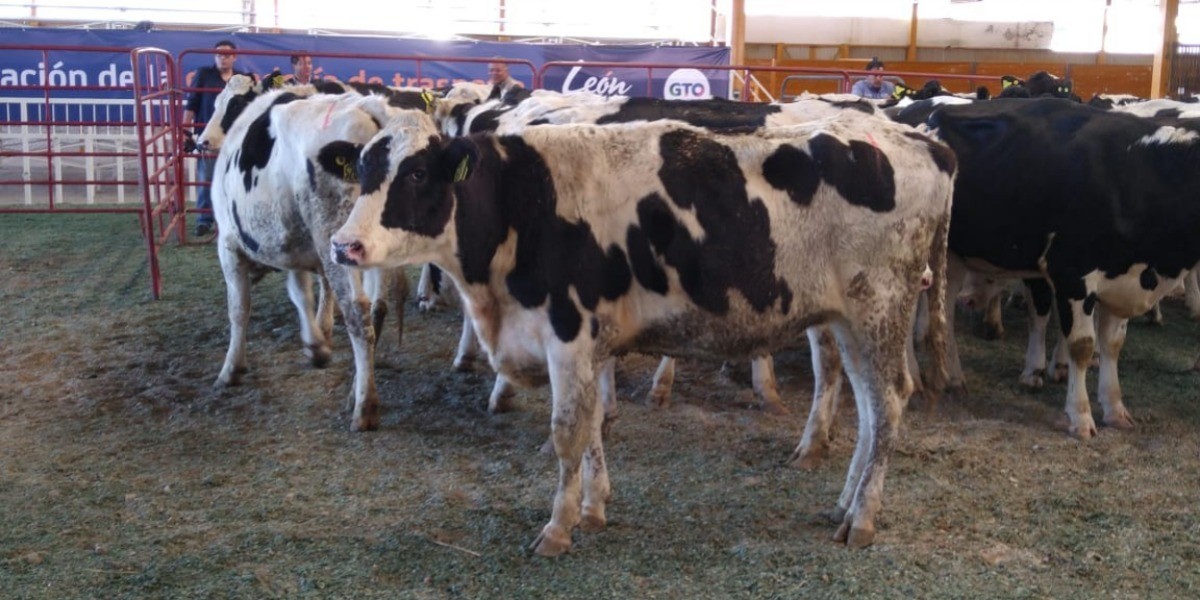 Ante caída de producción lechera, apoyan a productores leoneses con vacas
