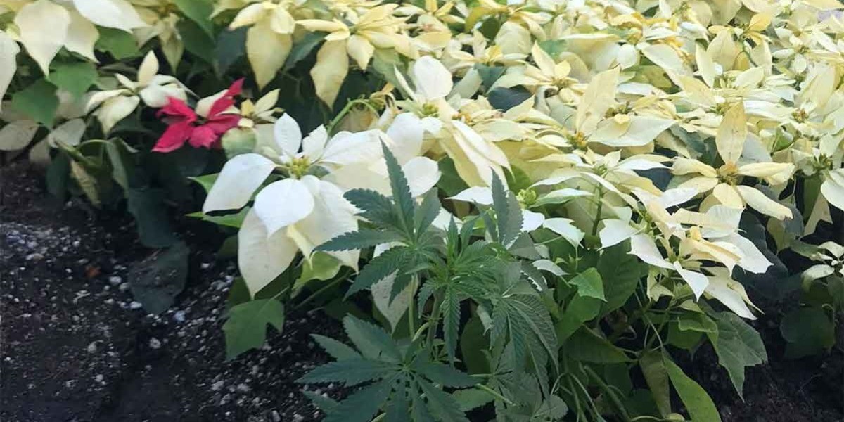 ONG deja su ‘huella’ en el Ángel de la Independencia: siembra mariguana