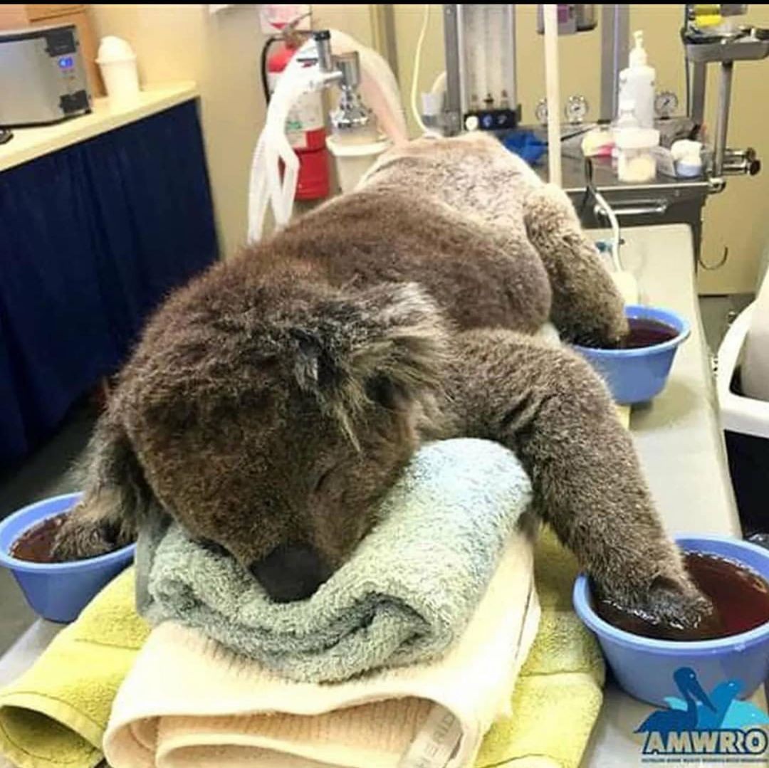 Muere la mitad de población de koalas en Australia