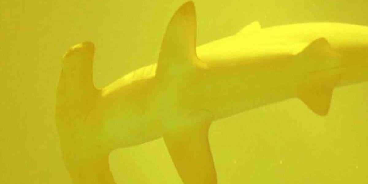 Descubren tiburones vivos dentro de volcán activo