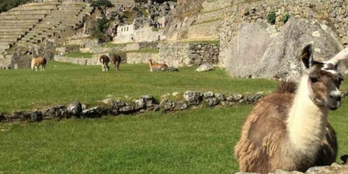 Detienen a seis turistas por dañar Machu Picchu