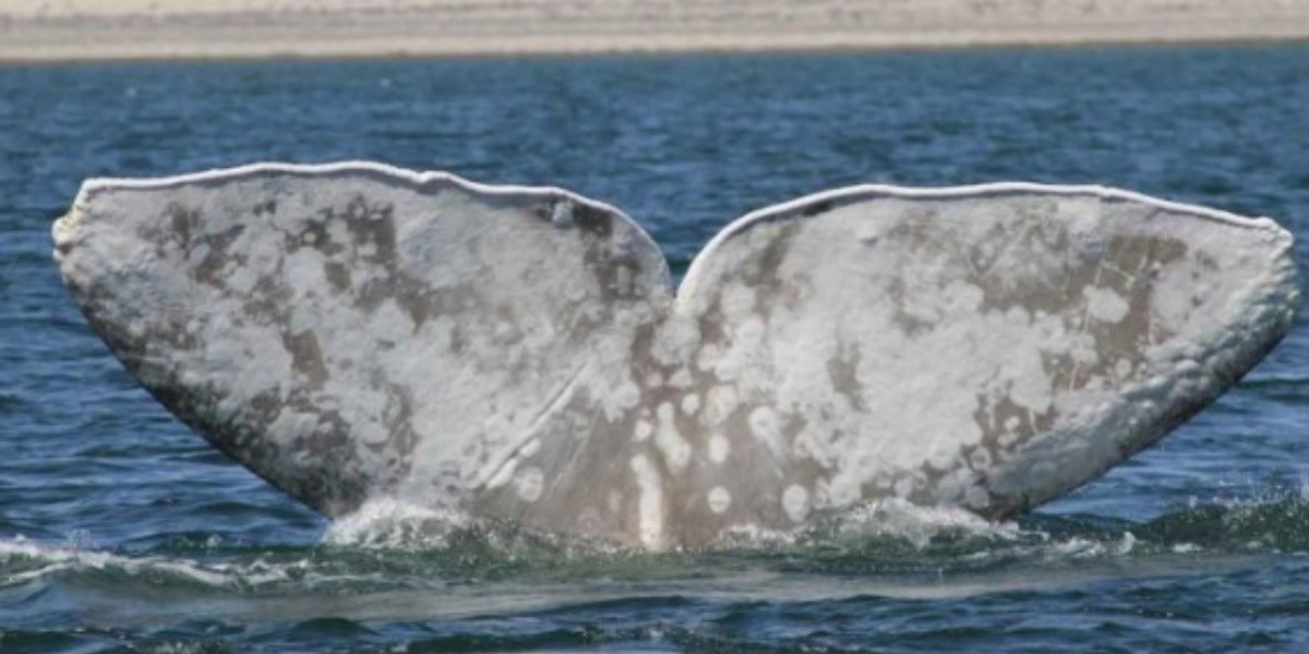 Llegan 52 ballenas grises a aguas mexicanas