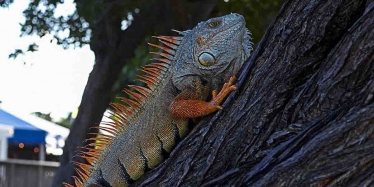 Alerta por 'lluvia' de iguanas congeladas en Florida