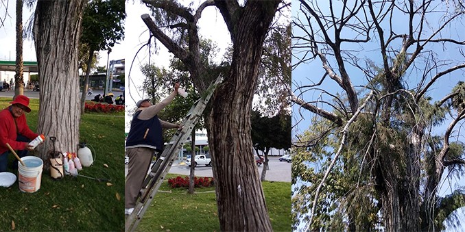 Al rescate del ahuehuete