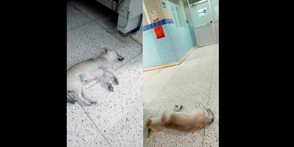 Espera “Chato” un mes a su amo en hospital