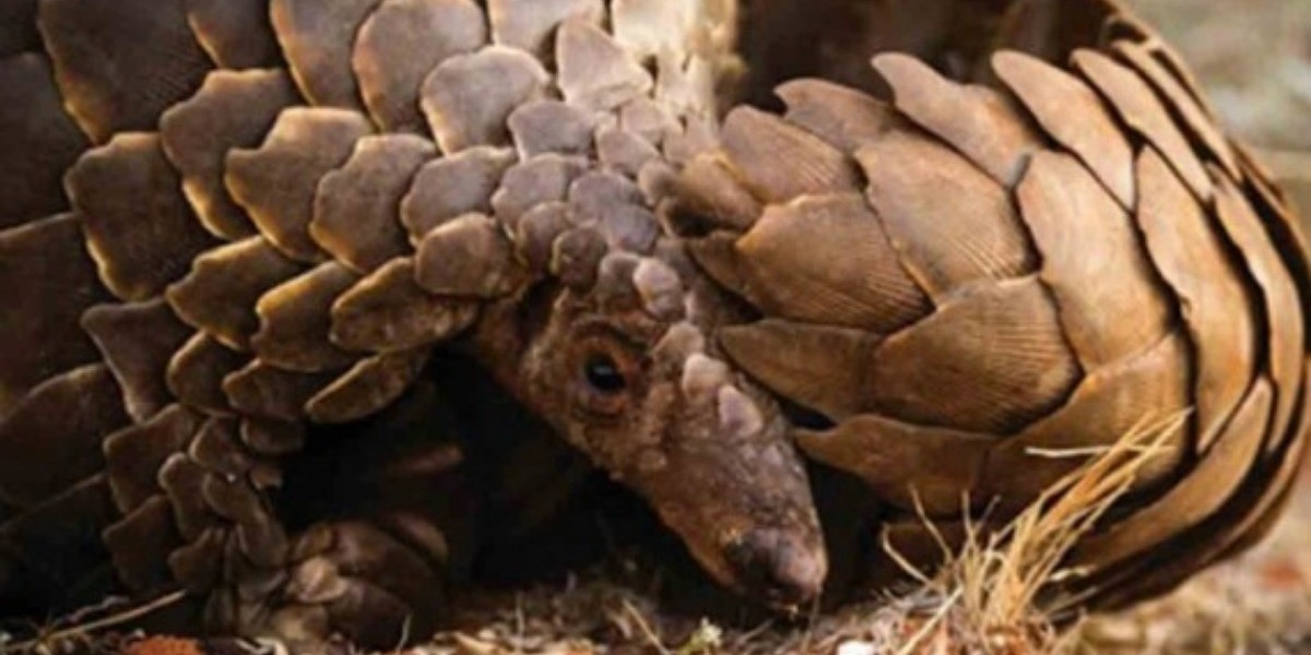 Este animal pudo transmitir el coronavirus