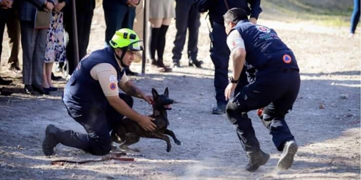 Se integran cinco perros de rescate a Protección Civil