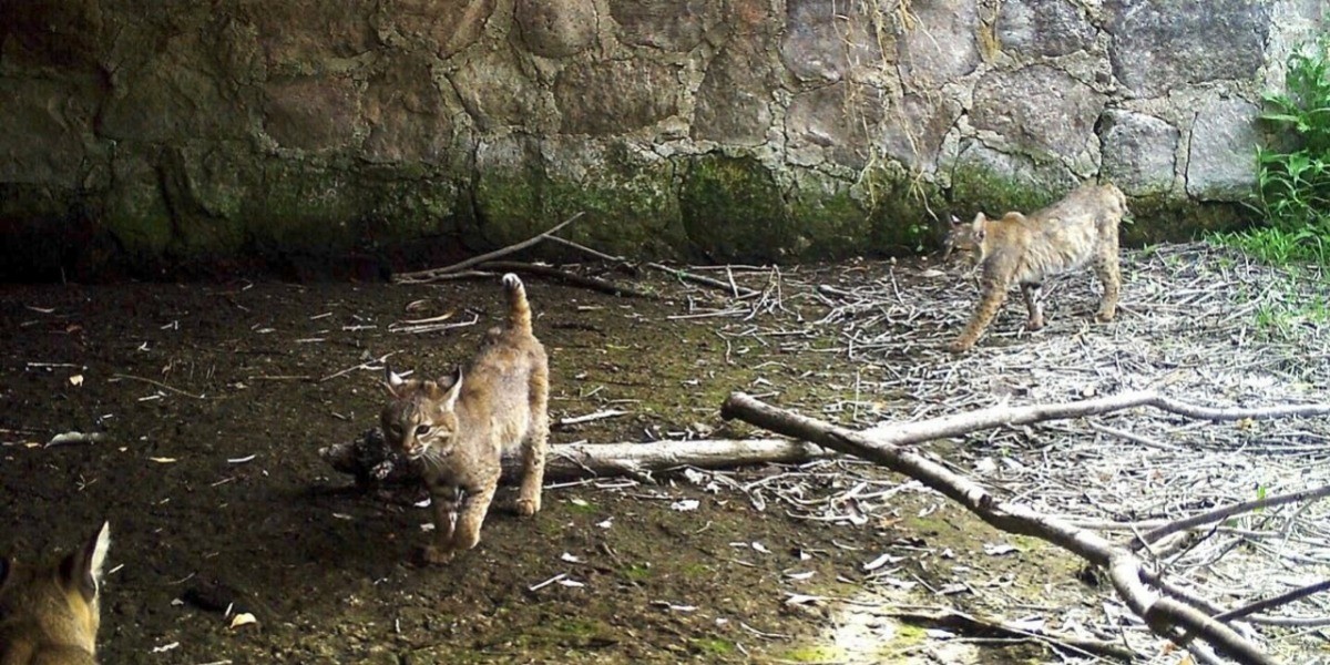 Tres linces se pasean por el Parque Metropolitano