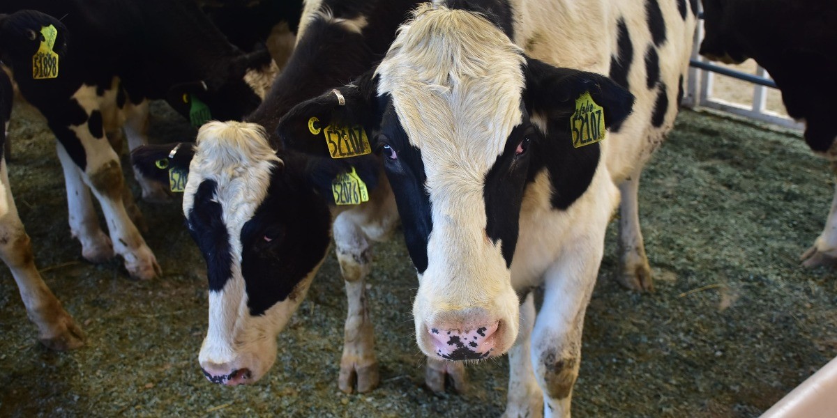 Golpea el coronavirus al sector ganadero de León