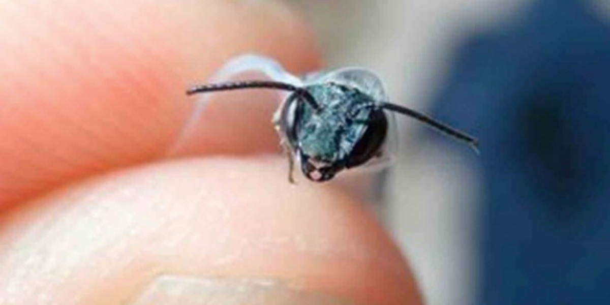 Reaparece abeja azul, la creían extinta