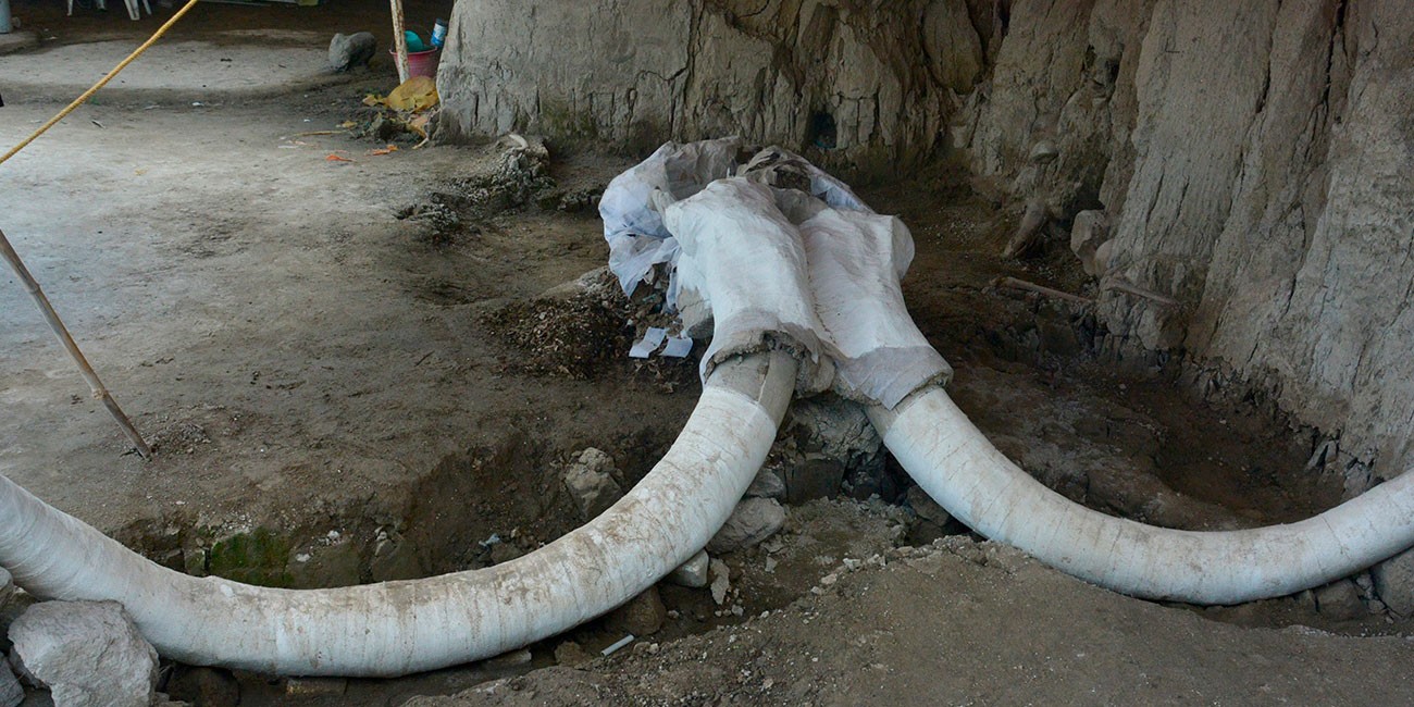 Encuentran 60 mamuts en Santa Lucía