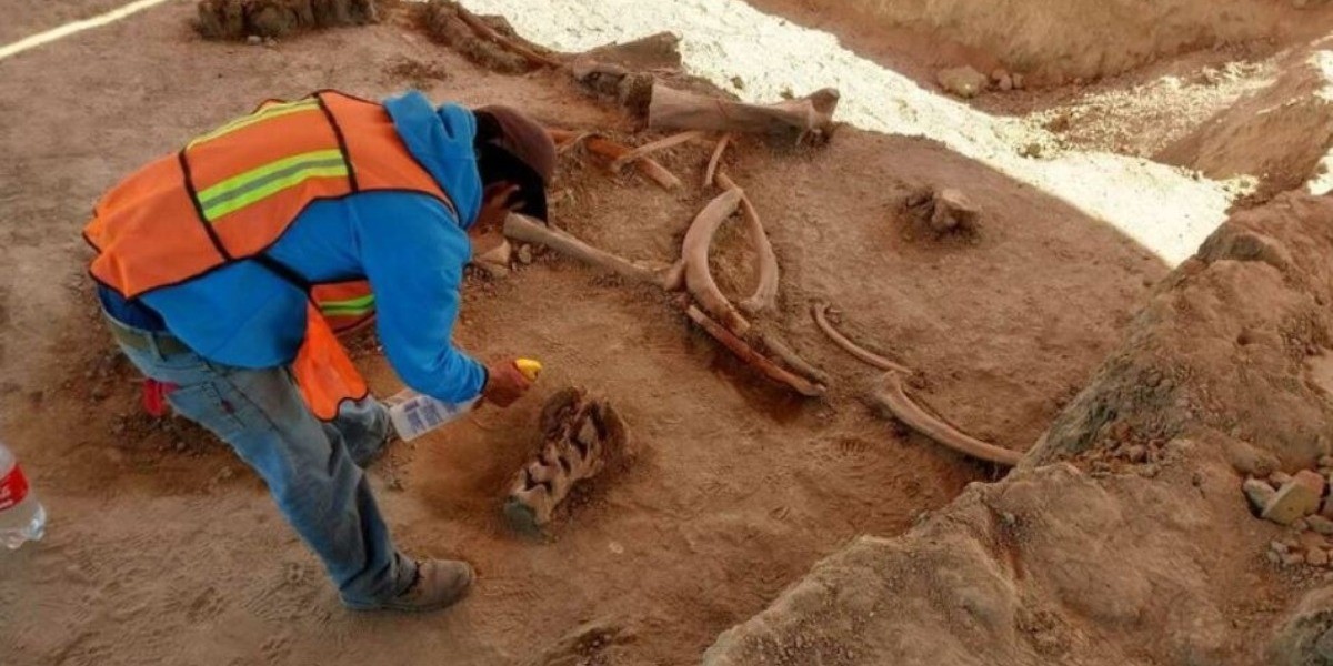 Hallan huesos 60 mamuts en terreno donde se construye el aeropuerto
