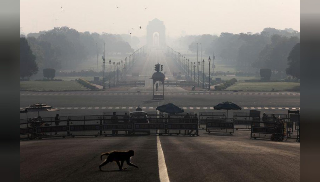 VIDEO | Monos roban muestras Covid-19 en India