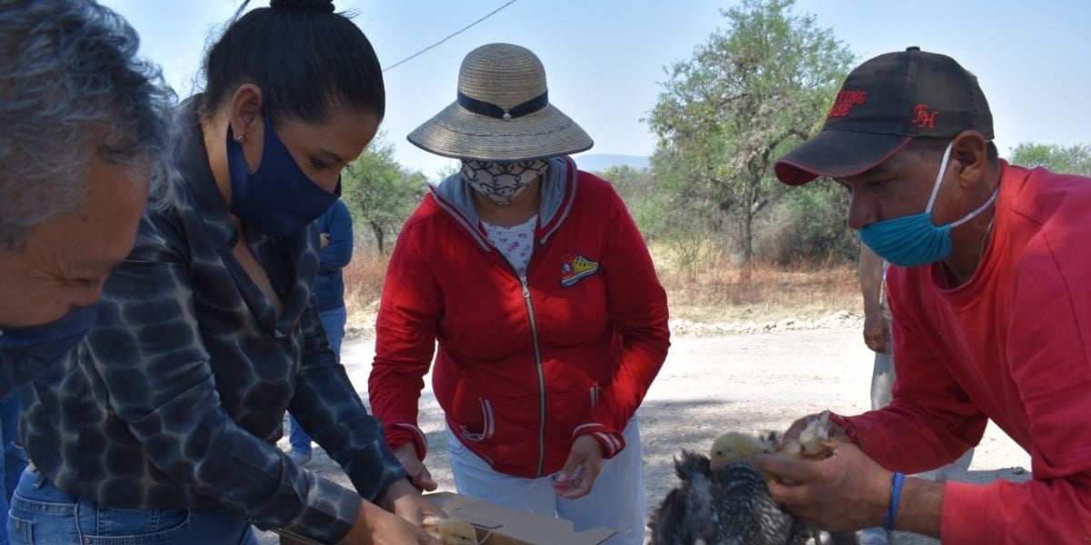 Entregan paquetes de 'Aves de Doble Propósito' a 75 familias purisimenses