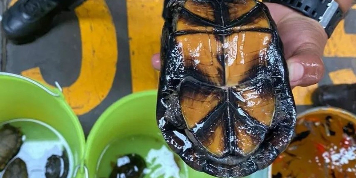 Rescatan a 5 tortugas en una paquetería de León