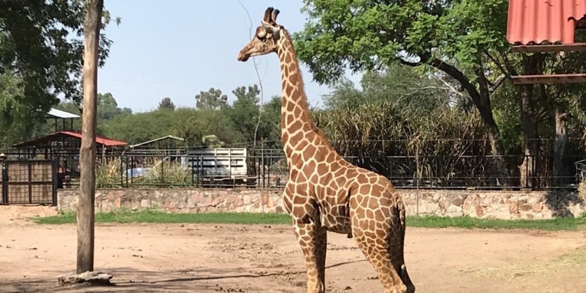 Llega 'Yuma' al Zoológico de León para reproducirse
