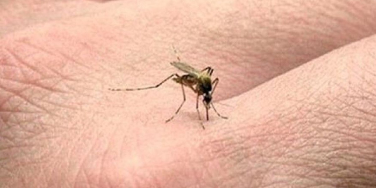 Mosquitos muestran resistencia a insecticidas