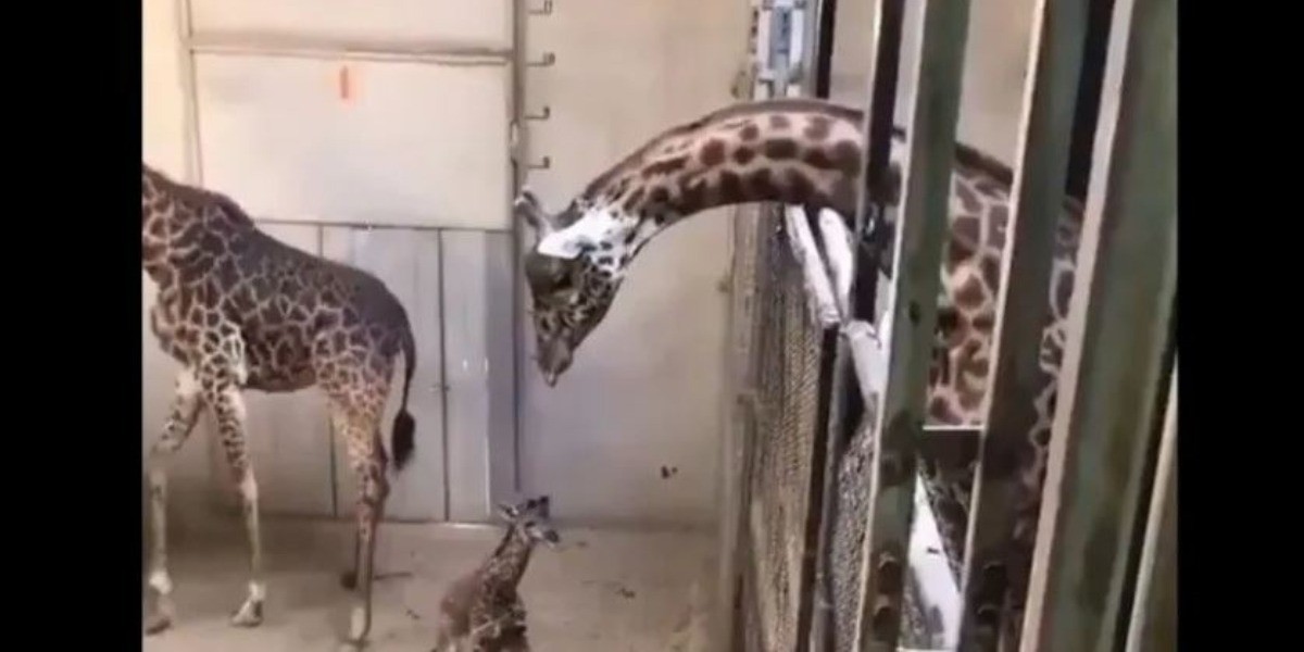 #VIDEO | Bebé jirafa recibe la tierna visita de su papá