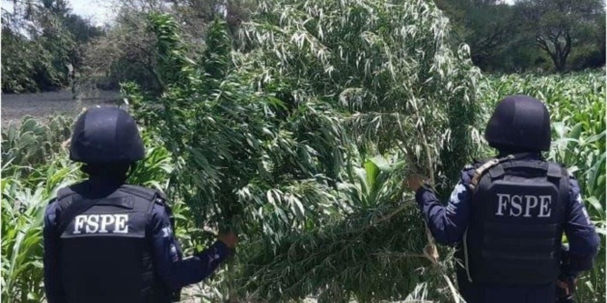 Detienen a 56 personas y aseguran más de 90 kilos de drogas en Guanajuato