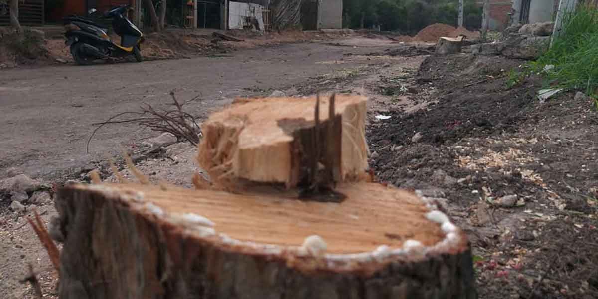 Denuncian tala de árboles en Las Crucitas