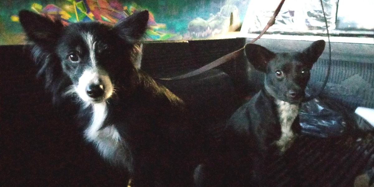 Automovilista detiene su marcha y salva perros de Malecón