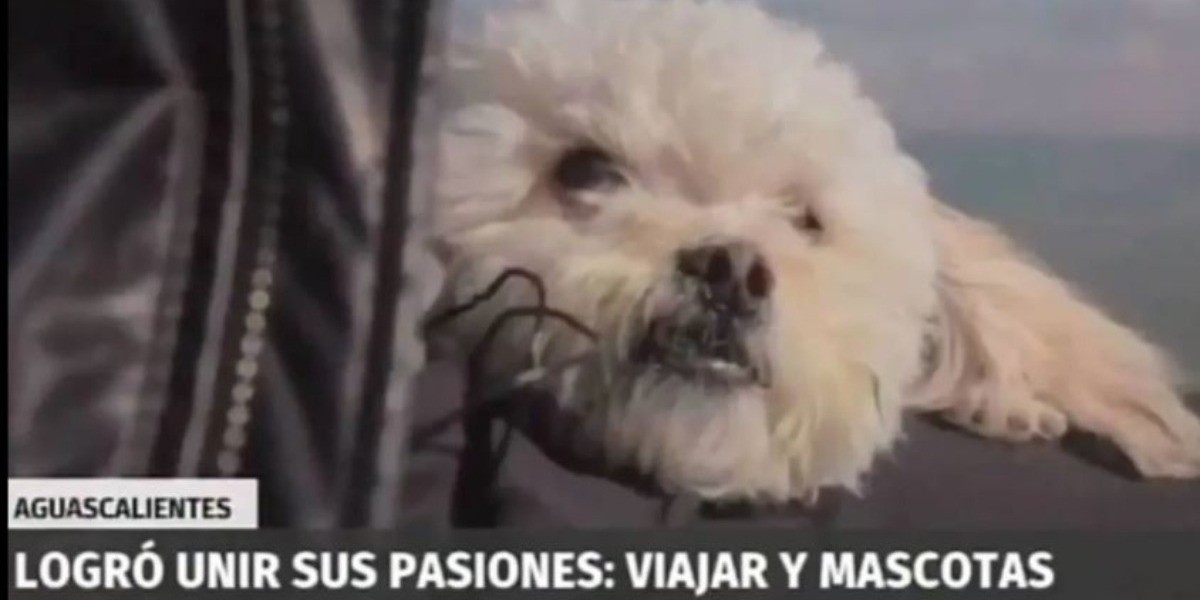 Conoce a Hachi, el perrito turista que tiene su propio programa