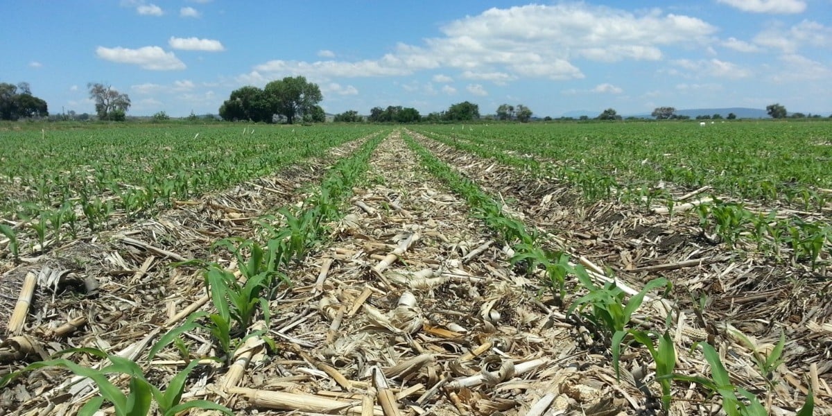 'Necesario fortalecer sector agro industrial ante T-MEC': SDAYR